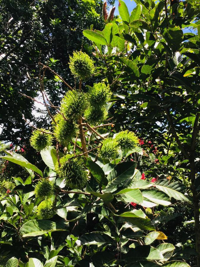 B&B Garden غريسيا المظهر الخارجي الصورة