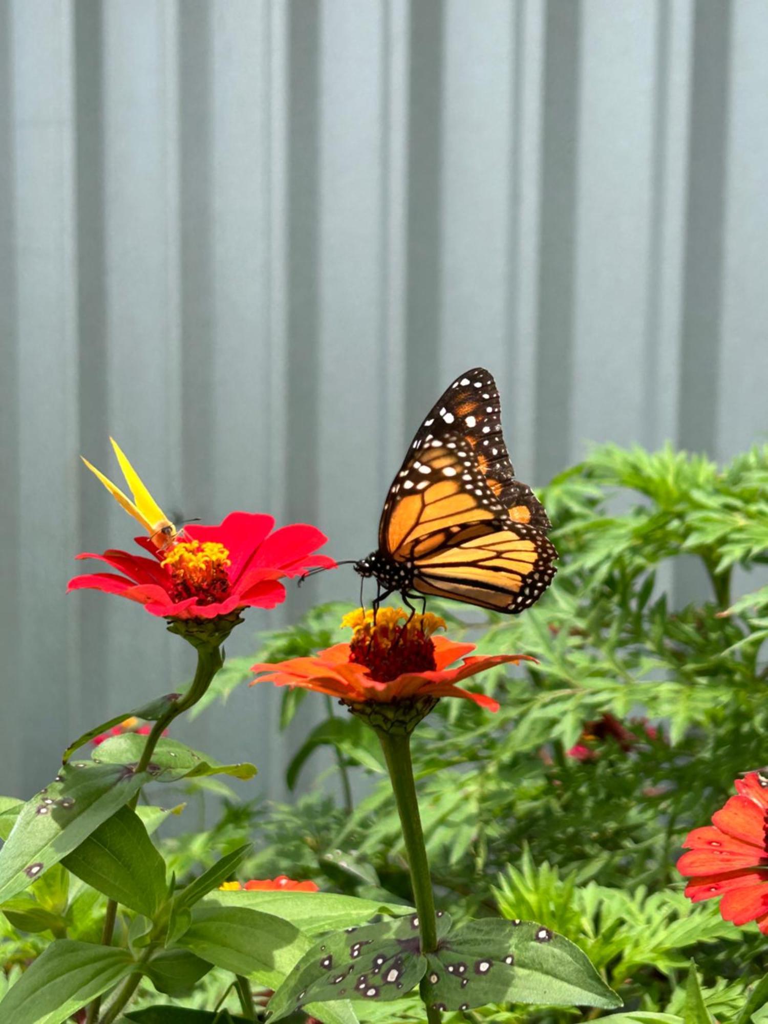 B&B Garden غريسيا المظهر الخارجي الصورة